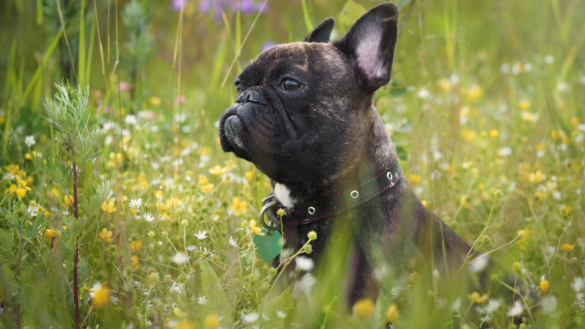 Pollenallergi hos hund